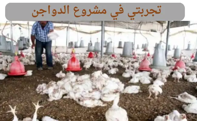 تجربتي في مشروع الدواجن