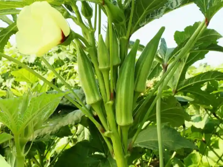 دراسة جدوى زراعة البامية