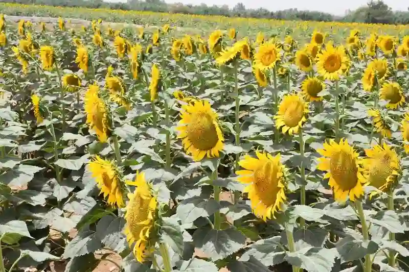 دراسة جدوى زراعة عباد الشمس