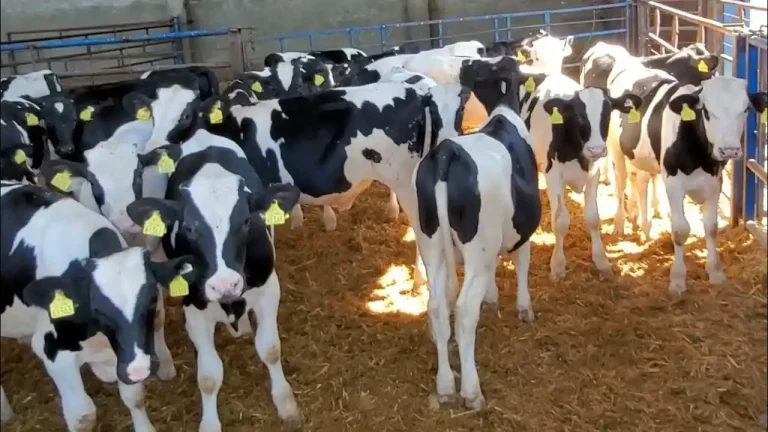 دراسة جدوى لمشروع تسمين عجول