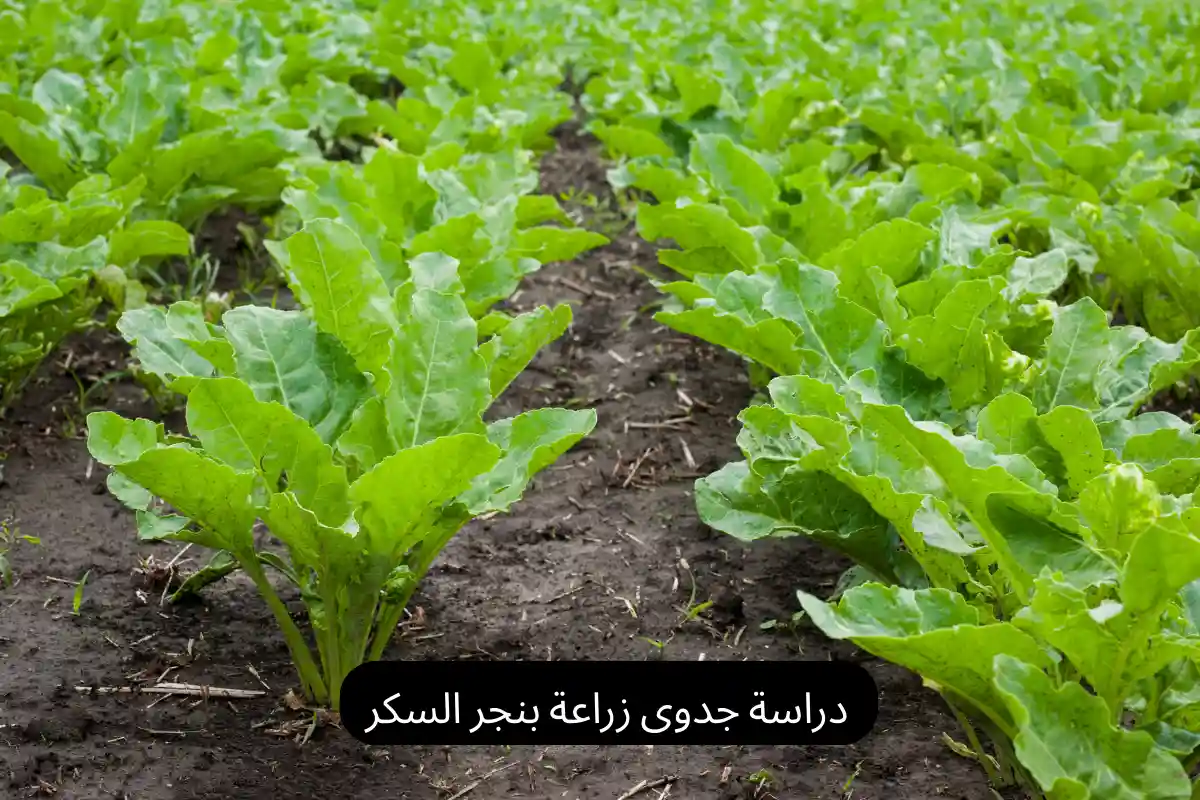 دراسة جدوى زراعة بنجر السكر